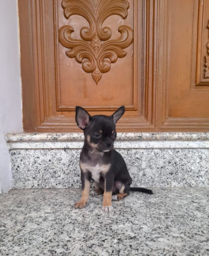 DogsIndia.com - Chihuahua Smooth Coat - Dayspring - Prasanna
