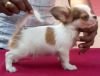 DogsIndia.com - Chihuahua Long Coat - Pradeep