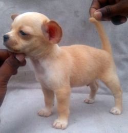 DogsIndia.com - Chihuahua Smooth Coat - Pradeep Madura