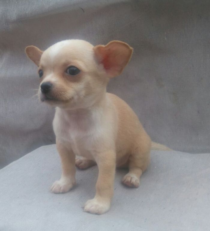 DogsIndia.com - Chihuahua Smooth Coat - Pradeep Madura
