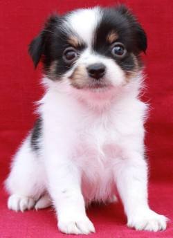 DogsIndia.com - Chihuahua Long Coat - Pradeep