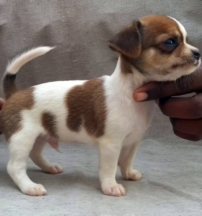 DogsIndia.com - Chihuahua Smooth Coat - Pradeep Madura