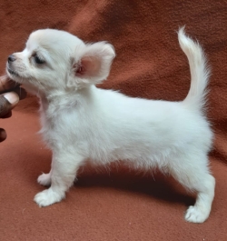 DogsIndia.com - Chihuahua Long Coat - Pradeep Madura