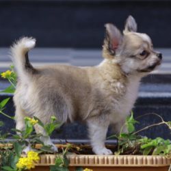DogsIndia.com - Chihuahua - Sunflames - Rajan