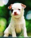 DogsIndia.com - Chihuahua - Sunflames - Rajan