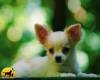 DogsIndia.com - Chihuahua - Rajan