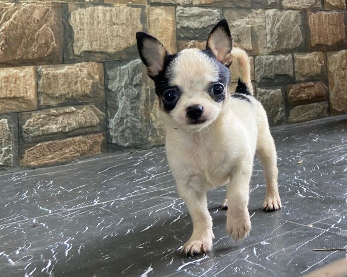 DogsIndia.com - Chihuahua - Rajan