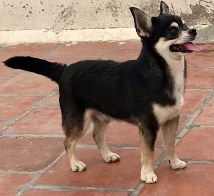 DogsIndia.com - Chihuahua - Rajan