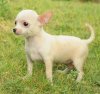 DogsIndia.com - Chihuahua Smooth Coat - Krishnakumar