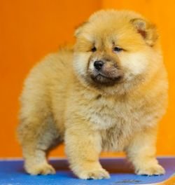 DogsIndia.com - Chow Chow - Candlelights - Kamal