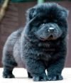 DogsIndia.com - Chow Chow - Dvijatman Kennels
