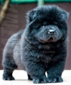 DogsIndia.com - Chow Chow - Dvijatman Kennels