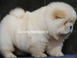 DogsIndia.com - Chow Chow - Gururaj