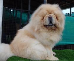 DogsIndia.com - Chow Chow - Gururaj