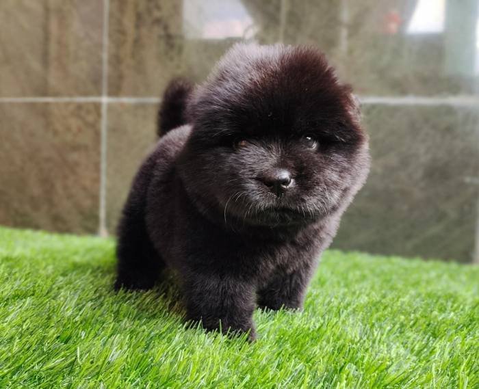 DogsIndia.com - Chow Chow - Gururaj