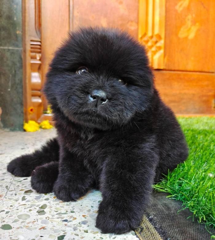 DogsIndia.com - Chow Chow - Gururaj