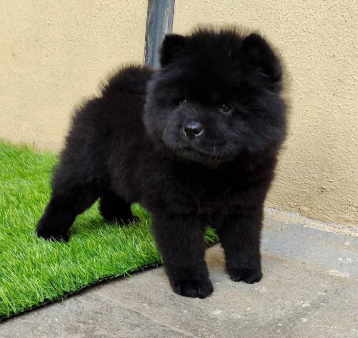 DogsIndia.com - Chow Chow - Gururaj