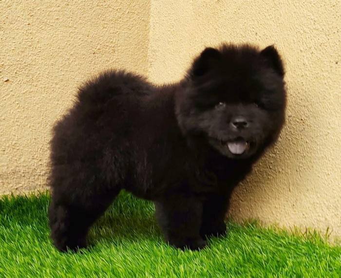 DogsIndia.com - Chow Chow - Gururaj