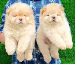 DogsIndia.com - Chow Chow - Gururaj