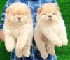 DogsIndia.com - Chow Chow - Gururaj