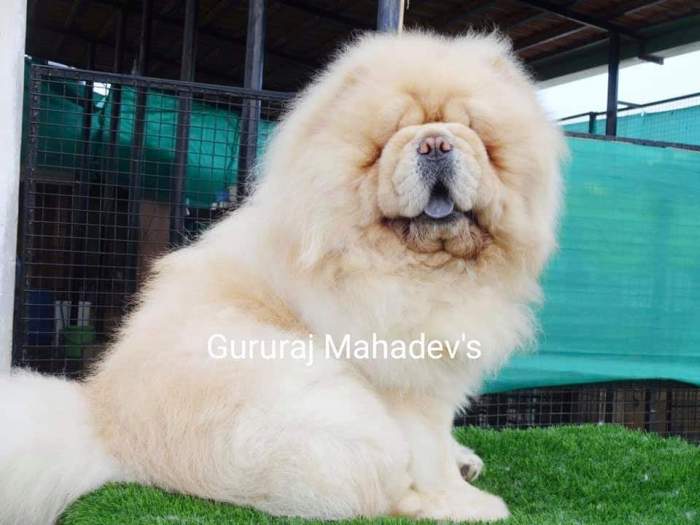 DogsIndia.com - Chow Chow - Gururaj