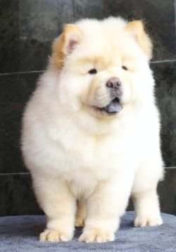 DogsIndia.com - Chow Chow - Gururaj