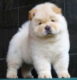 DogsIndia.com - Chow Chow - Gururaj