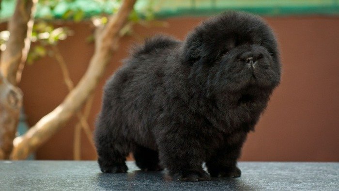 DogsIndia.com - Chow Chow - Siddanth