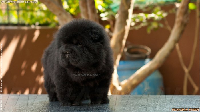 DogsIndia.com - Chow Chow - Siddanth