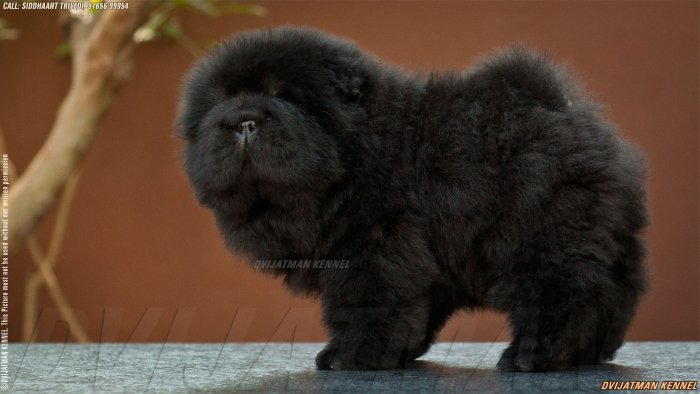 DogsIndia.com - Chow Chow - Siddanth