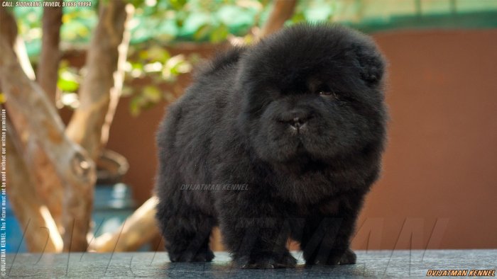 DogsIndia.com - Chow Chow - Siddanth