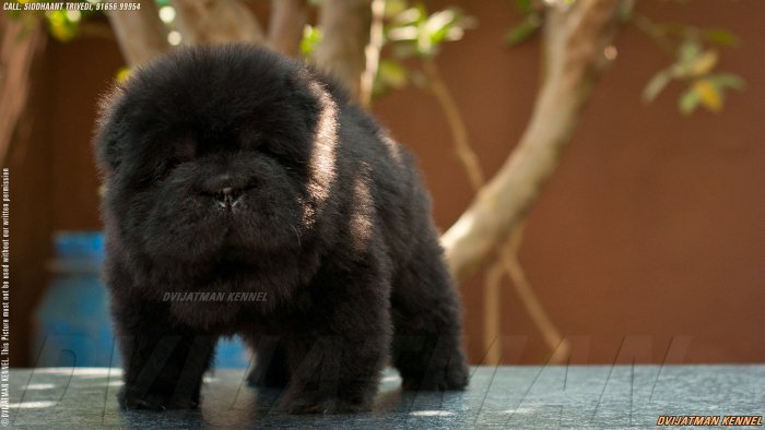 DogsIndia.com - Chow Chow - Siddanth