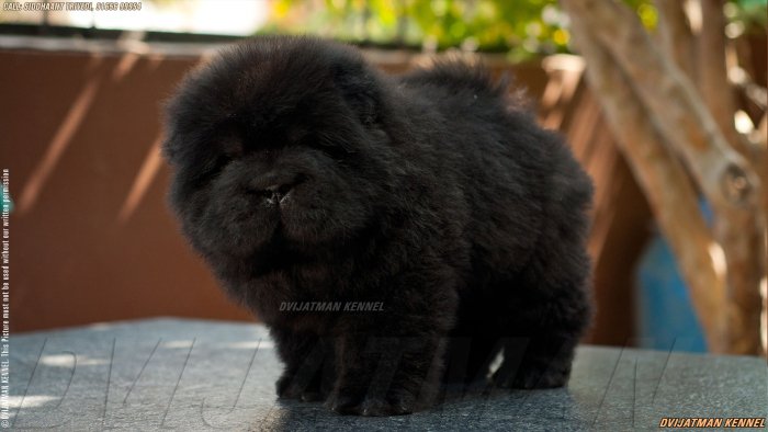 DogsIndia.com - Chow Chow - Siddanth