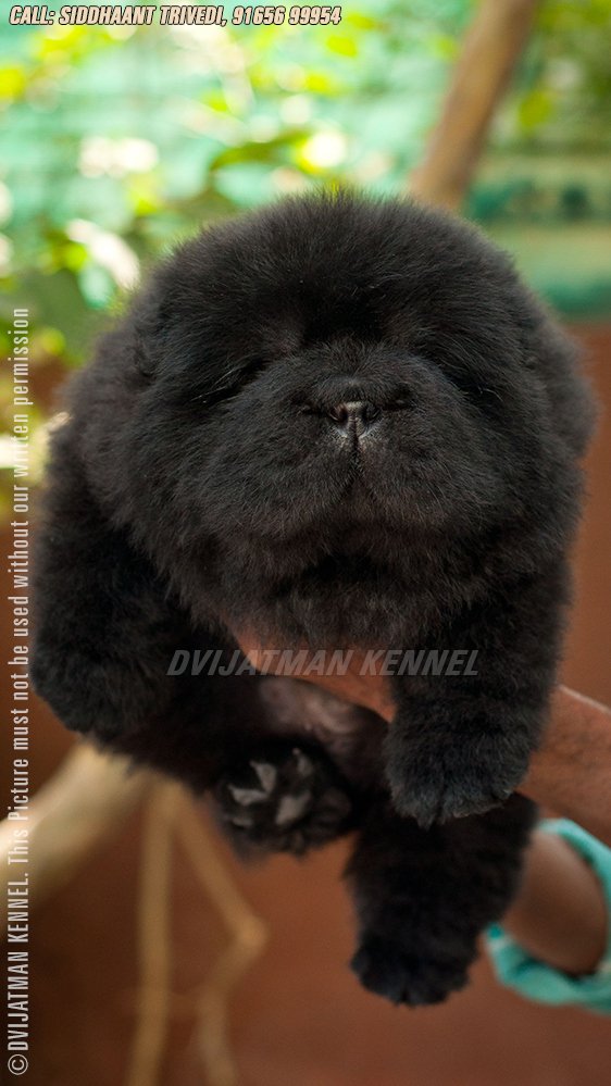 DogsIndia.com - Chow Chow - Siddanth