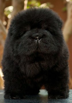 DogsIndia.com - Chow Chow - Siddanth