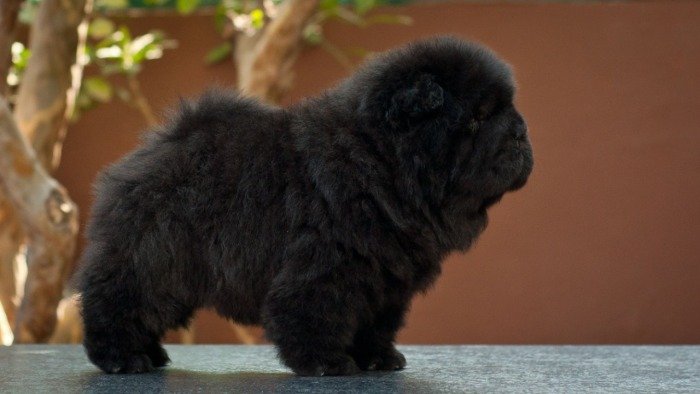 DogsIndia.com - Chow Chow - Siddanth