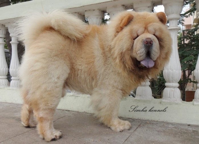 Stud Service - Chow Chow - Simha Kennels