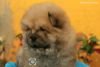 DogsIndia.com - Chow Chow - Manoj