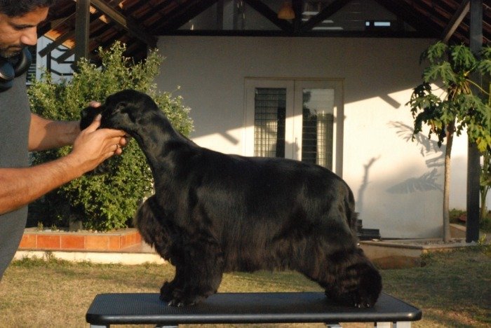 DogsIndia.com - Cocker Spaniel - English - Casagold Kennel - Cherian