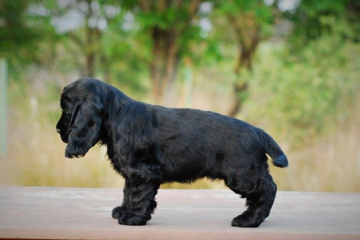 DogsIndia.com - Cocker Spaniel - English - Casagold Kennel - Cherian