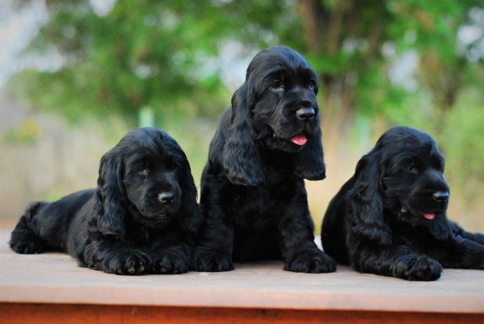 DogsIndia.com - Cocker Spaniel - English - Casagold Kennel - Cherian