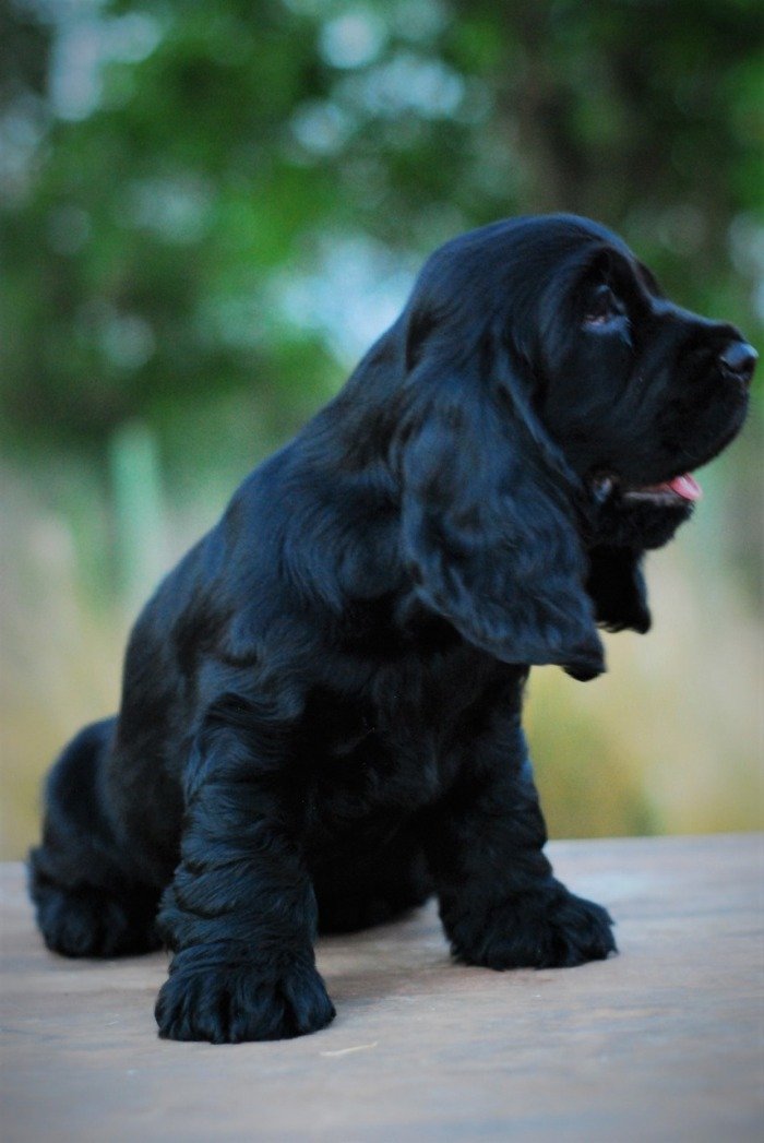 DogsIndia.com - Cocker Spaniel - English - Casagold Kennel - Cherian