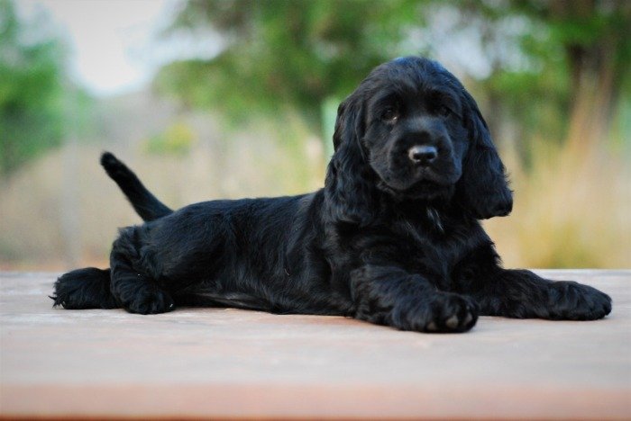 DogsIndia.com - Cocker Spaniel - English - Casagold Kennel - Cherian