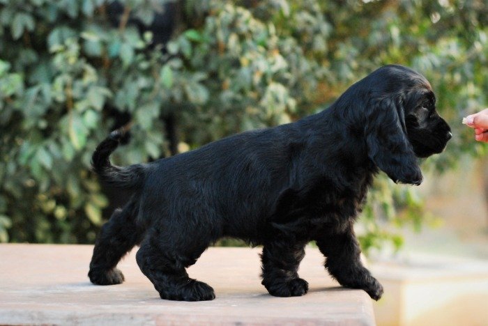 DogsIndia.com - Cocker Spaniel - English - Casagold Kennel - Cherian