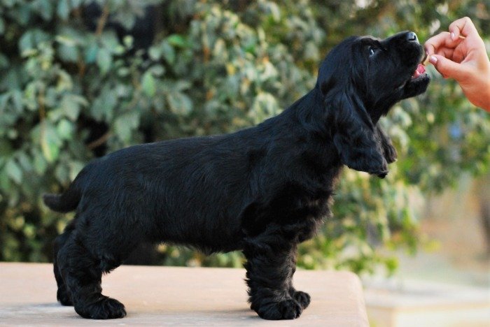 DogsIndia.com - Cocker Spaniel - English - Casagold Kennel - Cherian