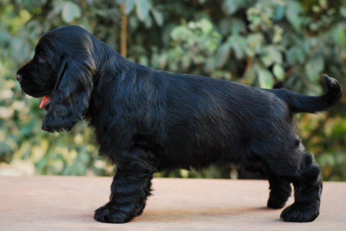 DogsIndia.com - Cocker Spaniel - English - Casagold Kennel - Cherian