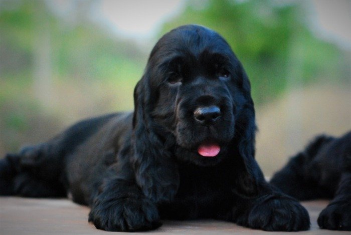 DogsIndia.com - Cocker Spaniel - English - Casagold Kennel - Cherian