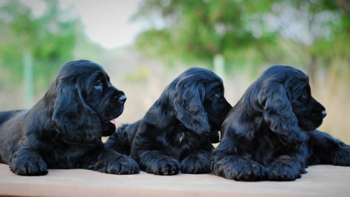 DogsIndia.com - Cocker Spaniel - English - Casagold Kennel - Cherian