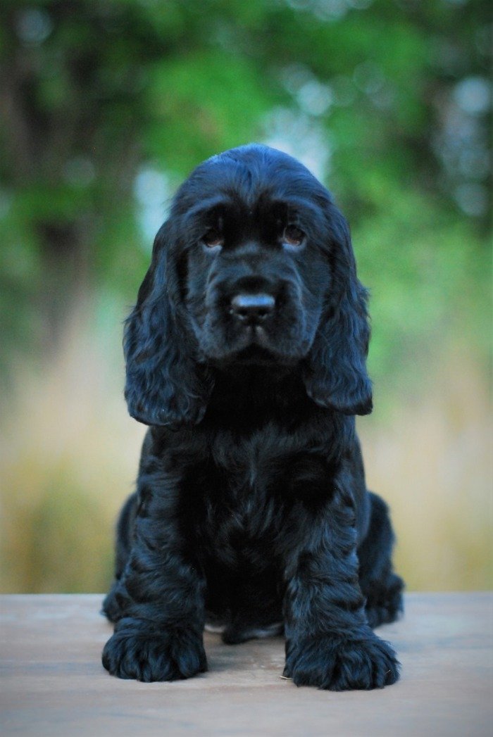 DogsIndia.com - Cocker Spaniel - English - Casagold Kennel - Cherian