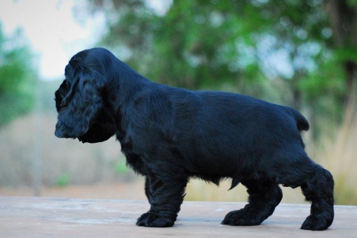 DogsIndia.com - Cocker Spaniel - English - Casagold Kennel - Cherian